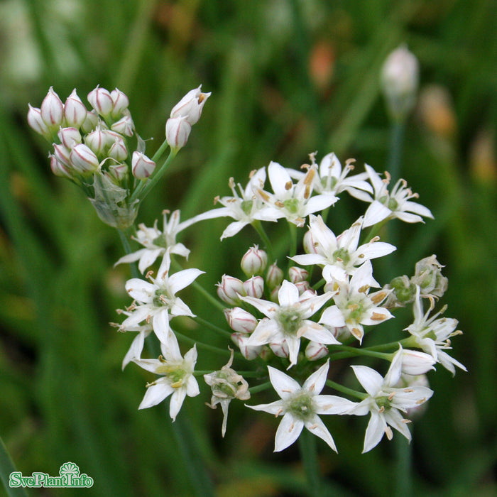 Allium tuberosum A-kval