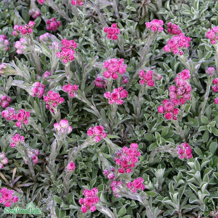 Antennaria dioica 'Rotes Wunder' A-kval