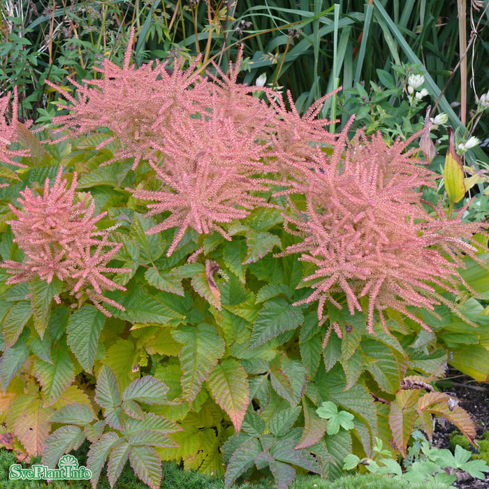 Aruncus 'Sparkles' A-kval