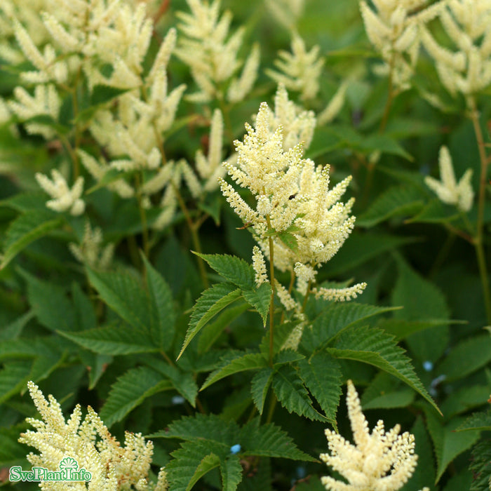 Aruncus 'Sparkles' A-kval