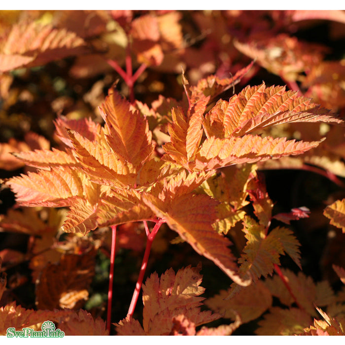 Aruncus 'Sparkles' A-kval