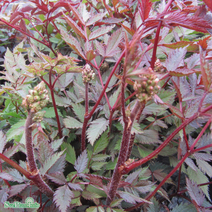 Astilbe arendsii 'Rock And Roll' A-kval