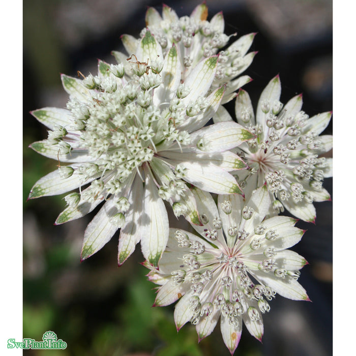 Astrantia major 'Shaggy' A-kval