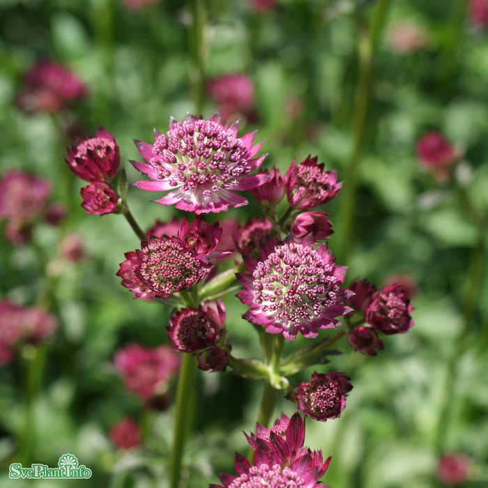 Astrantia major 'Star Of Beauty' A-kval