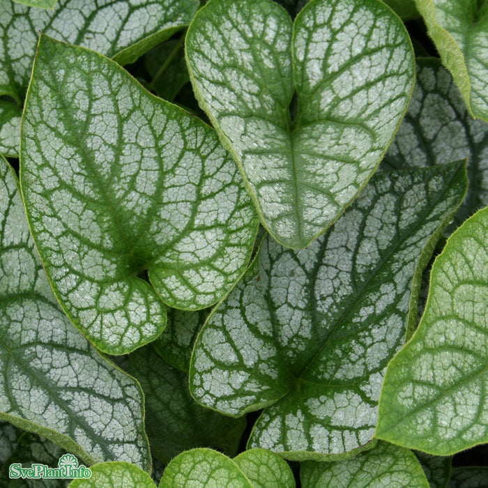 Brunnera macrophylla 'Mr Morse' A-kval