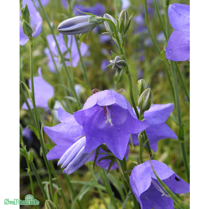 Campanula persicifolia A-kval
