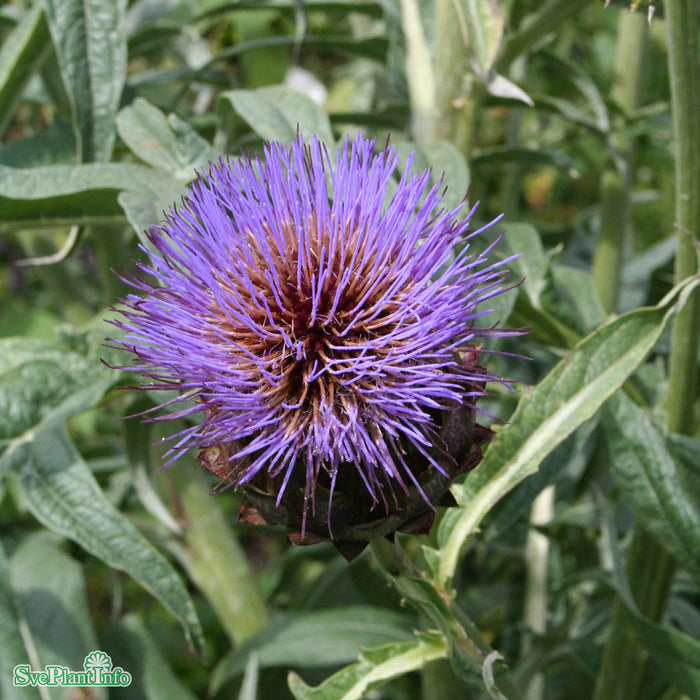 Cynara scolymus A-kval C2