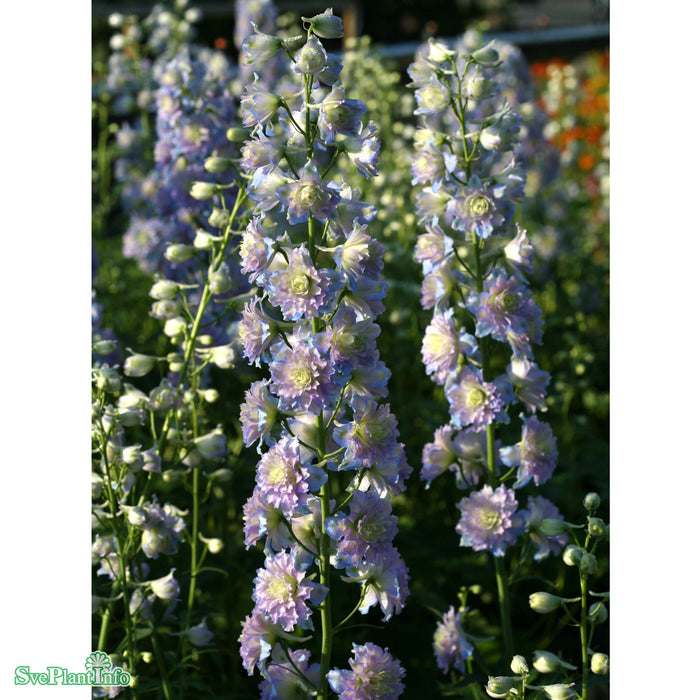 Delphinium (Highlander-Serien) 'Moon Light' A-kval