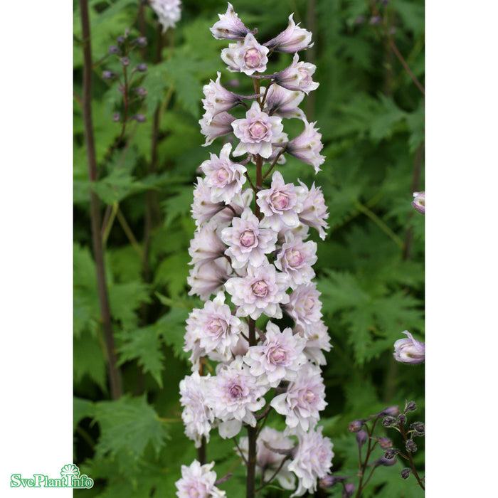 Delphinium (Highlander-Serien) 'Cha Cha' A-kval C2