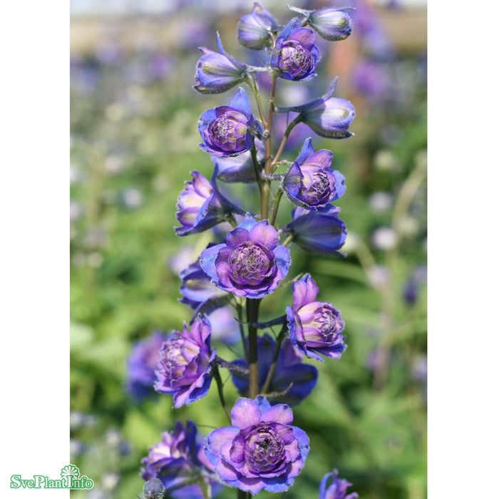 Delphinium (Elatum-Gruppen) 'Sweet Sensation' A-kval