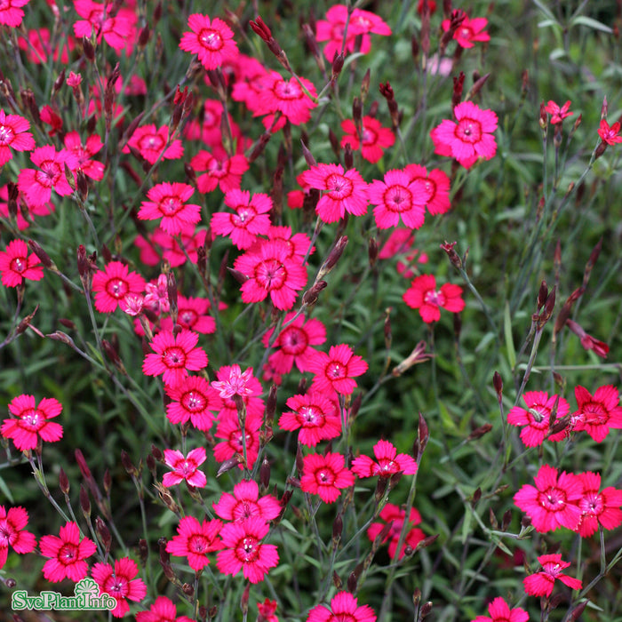 Dianthus deltoides 'Brilliant' A-kval