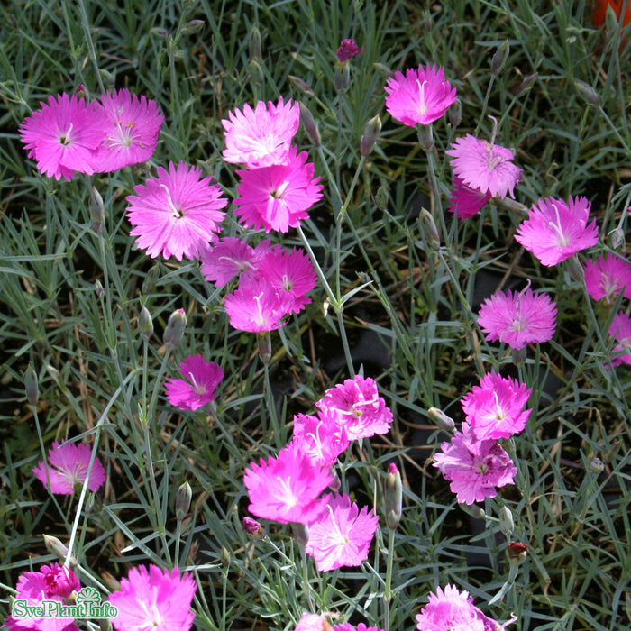 Dianthus gratianopolitanus 'Feuerhexe' A-kval