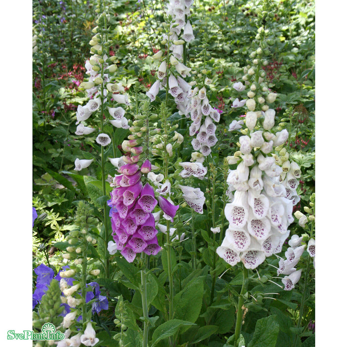 Digitalis purpurea 'Foxy' A-kval