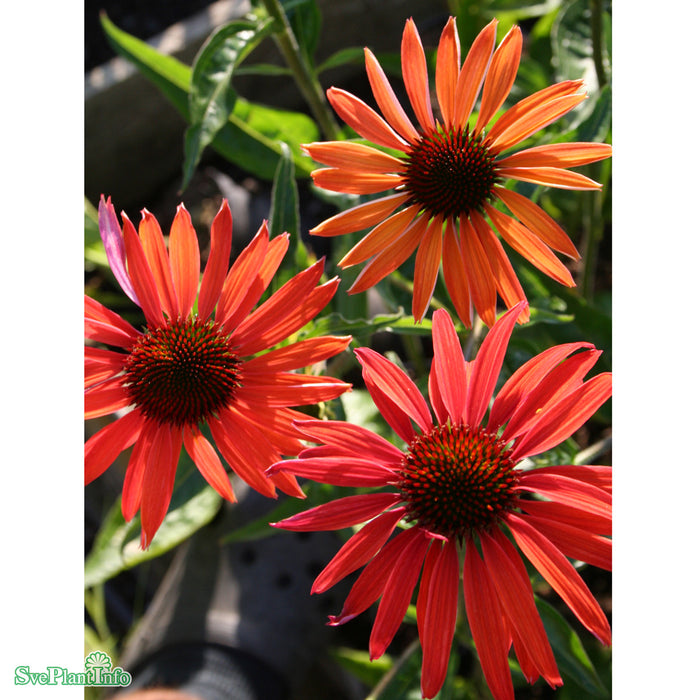 Echinacea 'Hot Summer' A-kval