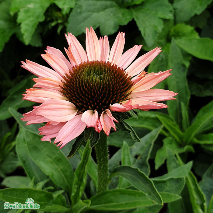 Echinacea 'Sunseekers Salmon' A-kval