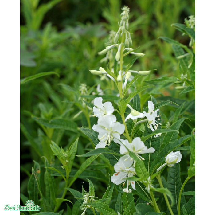 Chamaenerion angustifolium 'Album' A-kval