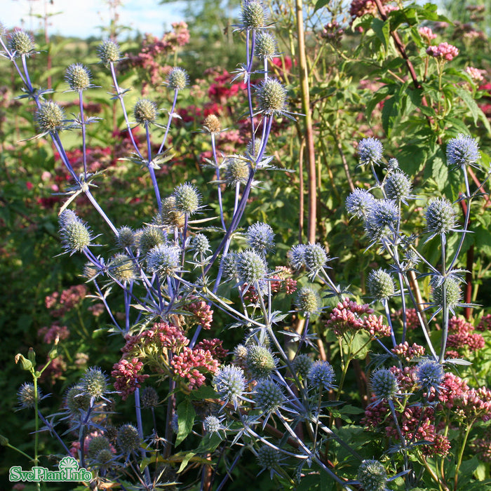 Eryngium planum 'Blaukappe' A-kval