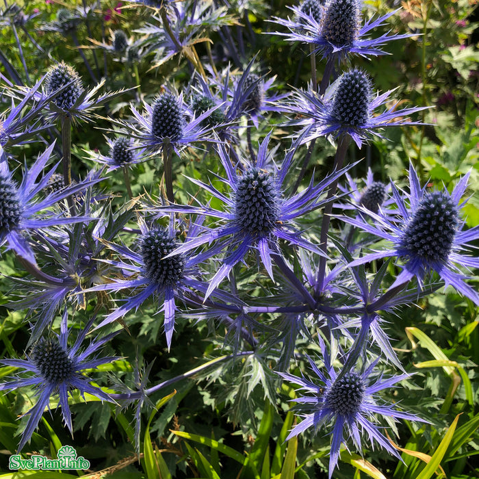 Eryngium zabelii 'Big Blue' A-kval