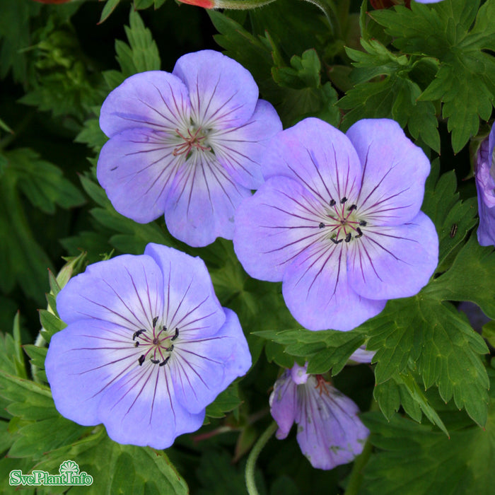Geranium 'Azure Rush' A-kval