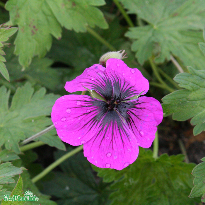 Geranium 'Dragon Heart' A-kval