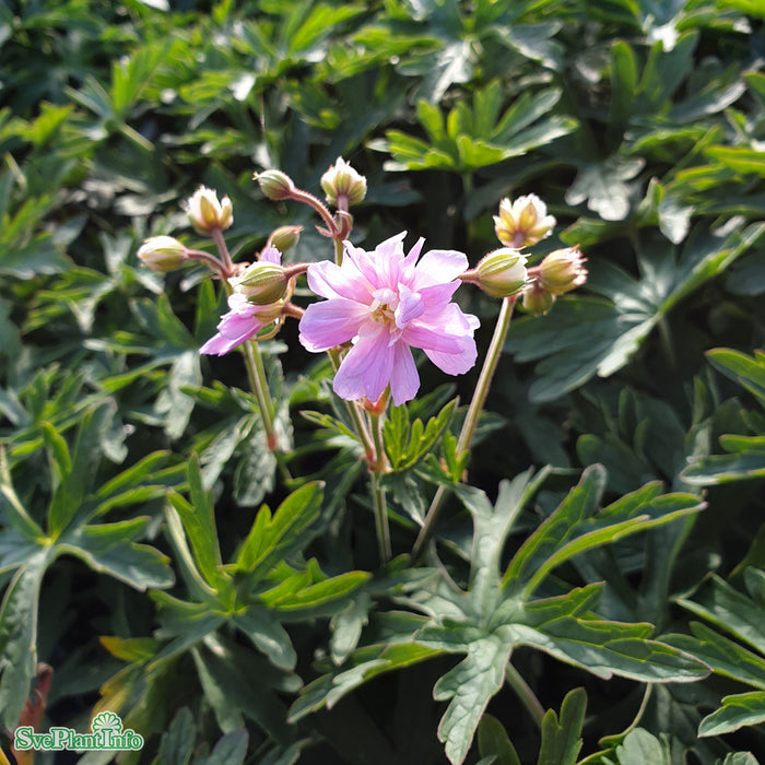 Geranium 'Summer Skies' A-kval