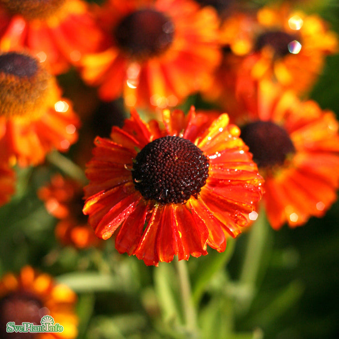 Helenium (Autumnale) 'Short and Sassy' A-kval