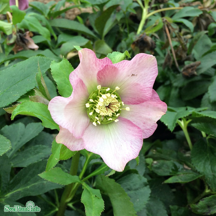 Helleborus orientalis 'Pink Lady' A-kval