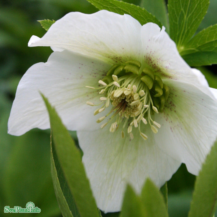 Helleborus orientalis 'White Lady' A-kval
