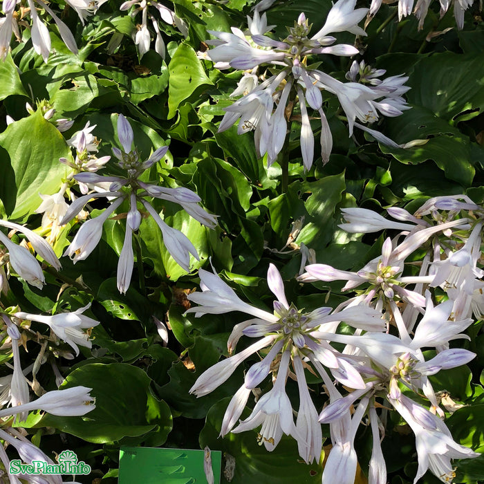 Hosta 'Invincible' A-kval