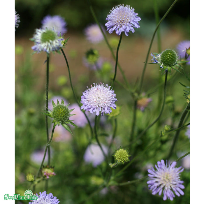 Knautia arvensis A-kval