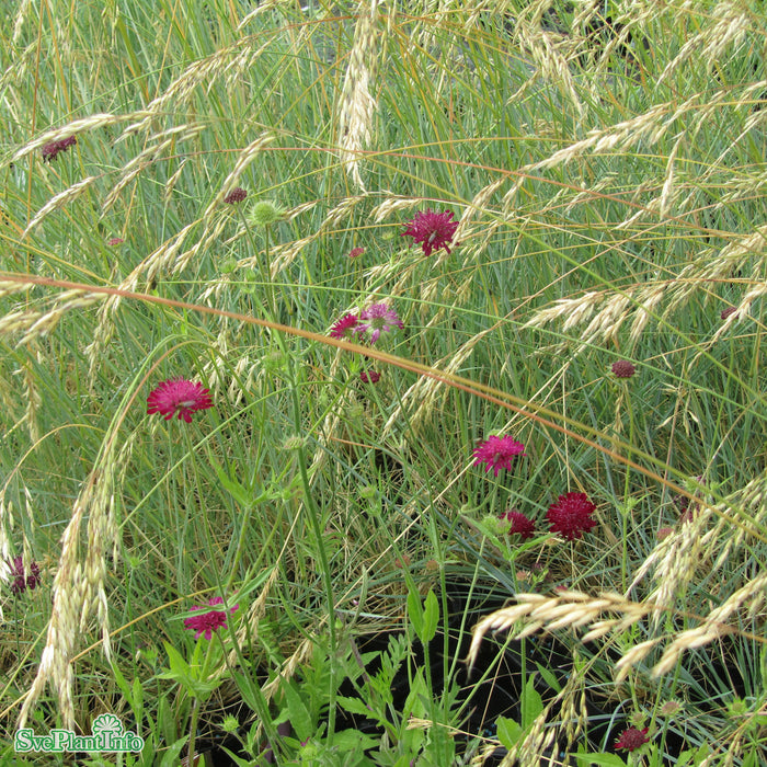 Helictotrichon sempervirens A-kval