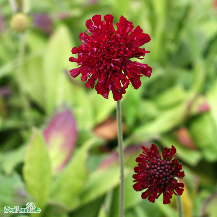 Knautia macedonica A-kval