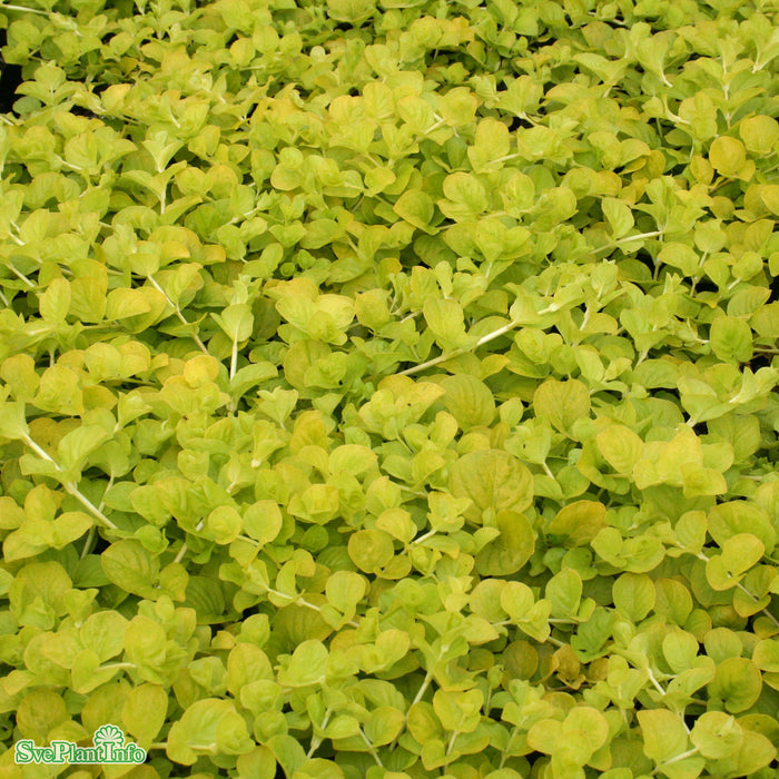 Lysimachia nummularia 'Goldilocks' A-kval