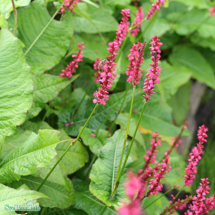 Bistorta amplexicaulis 'Speciosa' A-kval