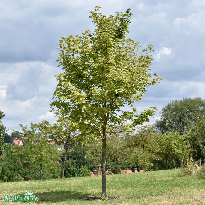 Acer platanoides 'Drummondii' Solitär C80 250-300cm