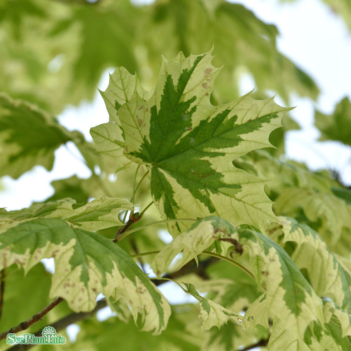 Acer platanoides 'Drummondii' Solitär C80 250-300cm