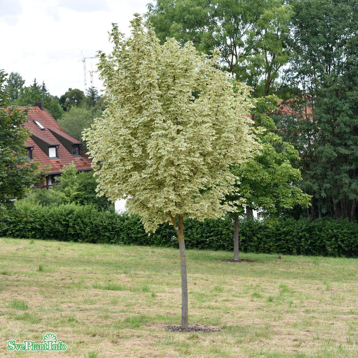 Acer platanoides 'Drummondii' Solitär C80 250-300cm