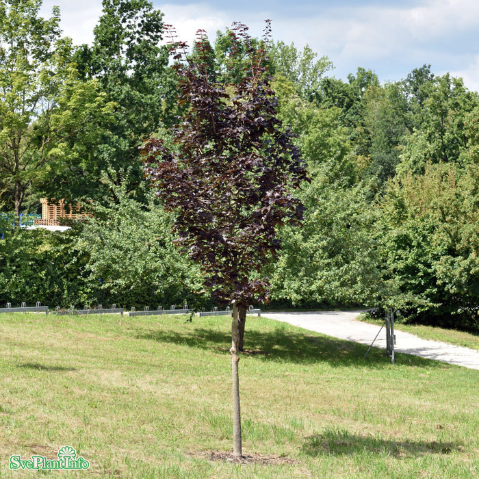 Acer platanoides 'Royal Red' Ungträd C20 250-300cm