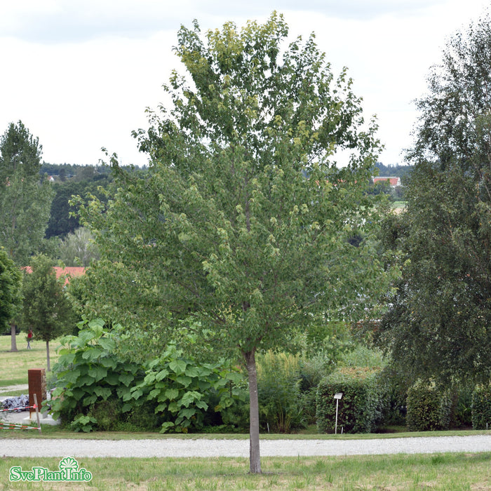 Acer rubrum 'October Glory' Solitär Kl 250-300cm