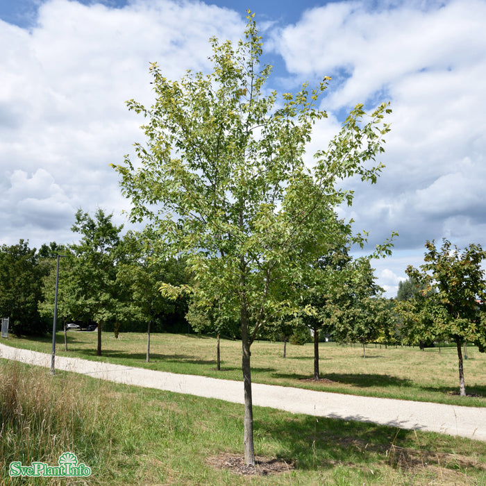 Acer rubrum 'Brandywine' Solitär Kl 250-300cm