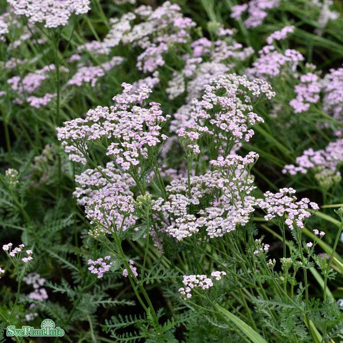 Achillea millefolium 'Lilac Beauty' A-kval