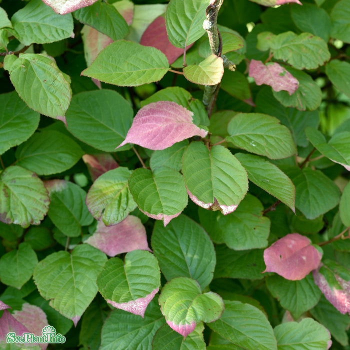 Actinidia kolomikta C2