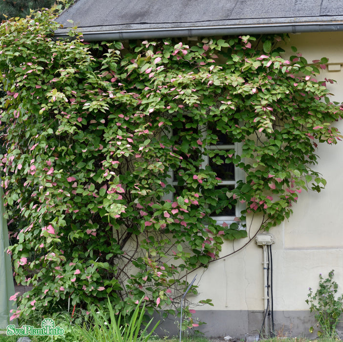 Actinidia kolomikta C2
