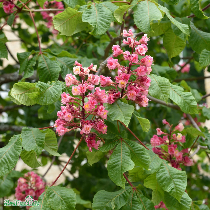 Aesculus carnea 'Briotii' Högstam Kl So 10-12