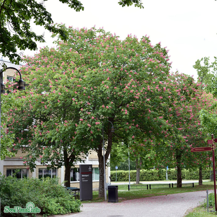 Aesculus carnea 'Briotii' Ungträd C12 200-250cm