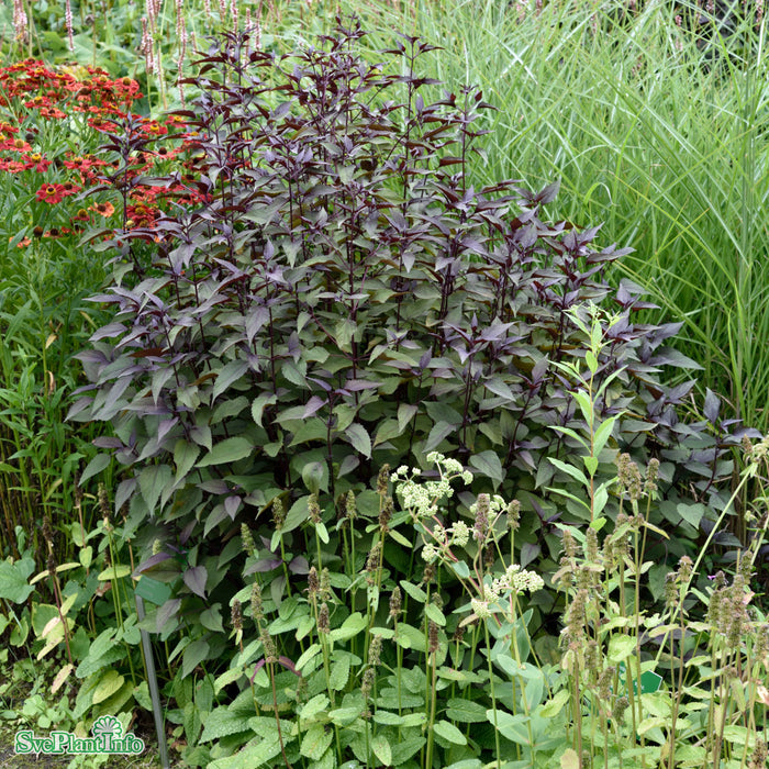 Ageratina altissima 'Chocolate' A-kval C2
