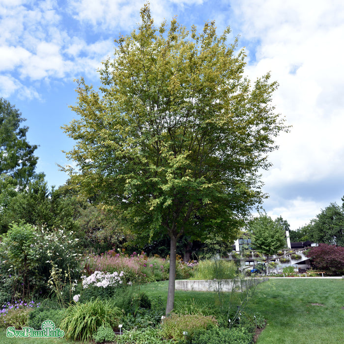 Amelanchier arborea' Robin Hill' Kl 80-100