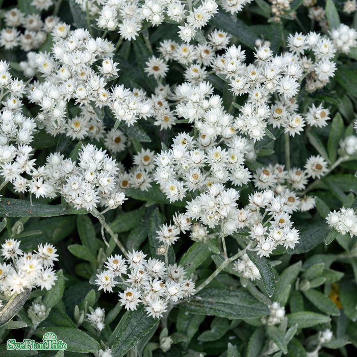 Anaphalis triplinervis A-kval