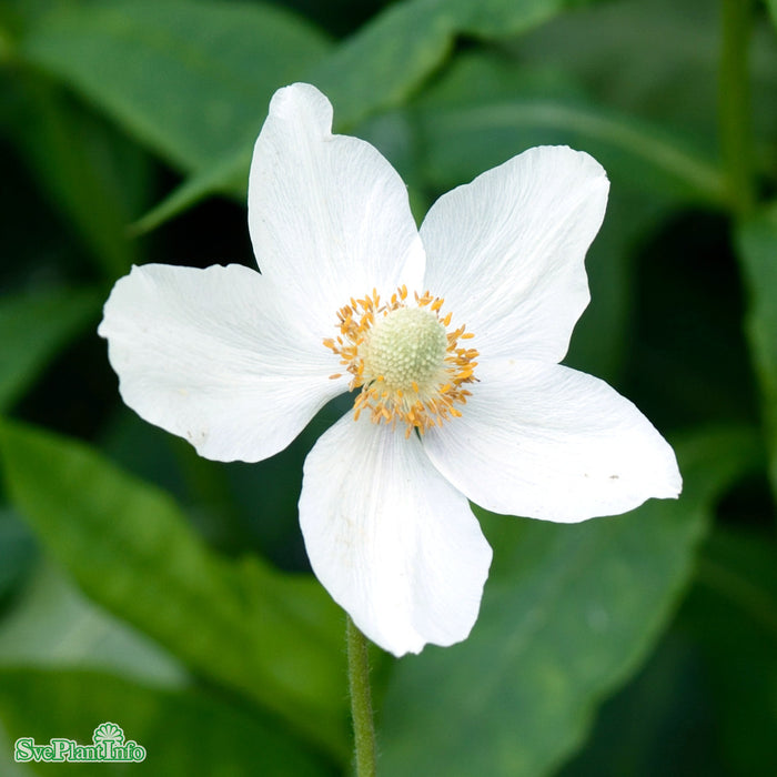 Anemone sylvestris A-kval