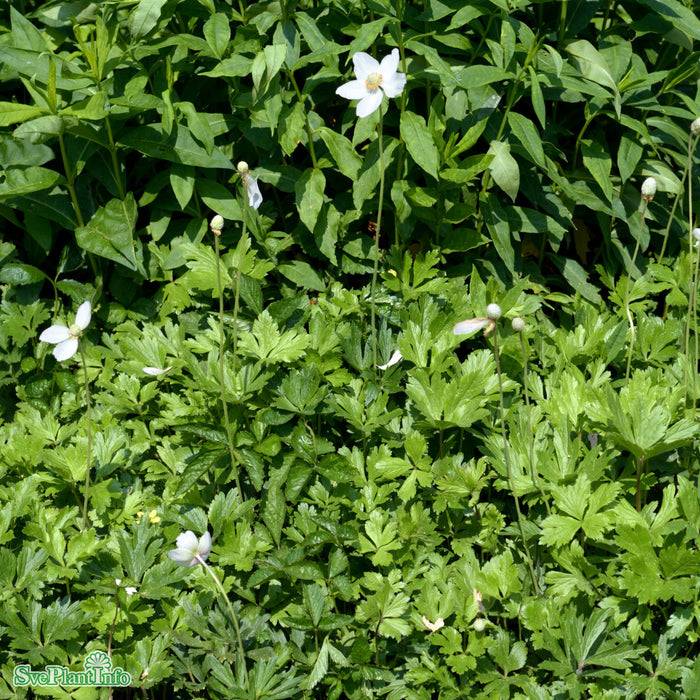 Anemone sylvestris A-kval
